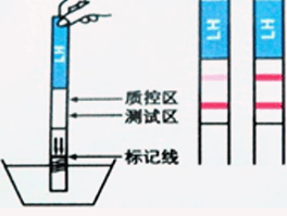 验孕棒结果